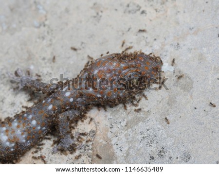 Swarm of red fire ants eating a little baby dead tokay gecko head on cement floor closeup