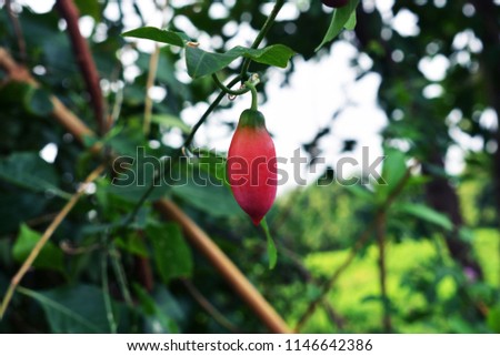 Ivy gourd on the green backdrops Royalty free Stock Photos and Images