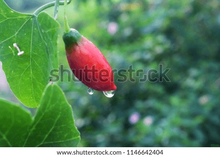 Ivy gourd on the green backdrops Royalty free Stock Photos and Images