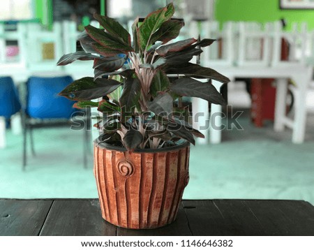 Brown tree pot And the leaves are green and brown. Put on a wooden table with a blurred background.