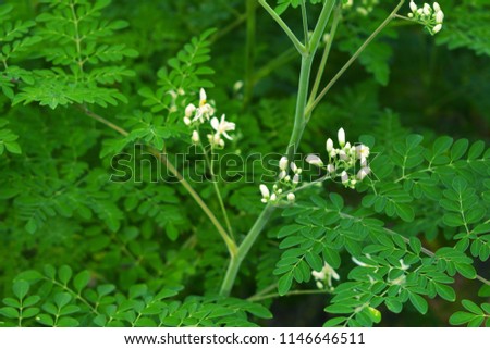 Drumstick flowers and leaf on the green backdrops Royalty free Stock Photos and Images