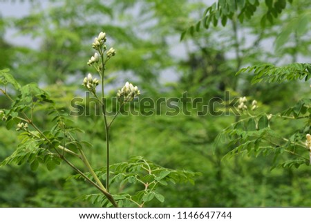 Drumstick flowers and leaf on the green backdrops Royalty free Stock Photos and Images