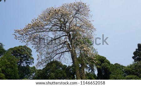 Beautiful Kapok Tree