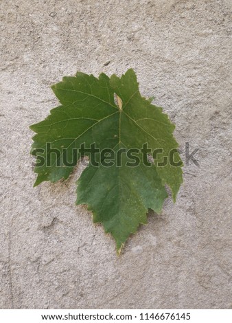 autumn leaf isolated on concrete wall, background texture wallpaper