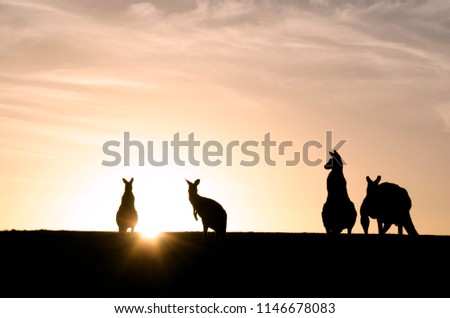 Kangaroos at Sunset