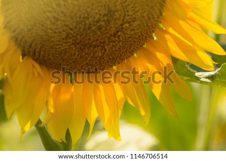 macro picture of a golden sunflower on a green background, focus on yellow petals, concept of summer