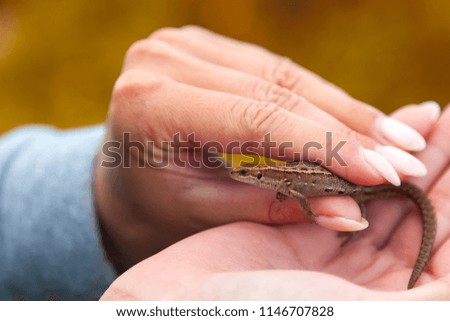 Close-up of a young woman holding a small brown lizard in hands