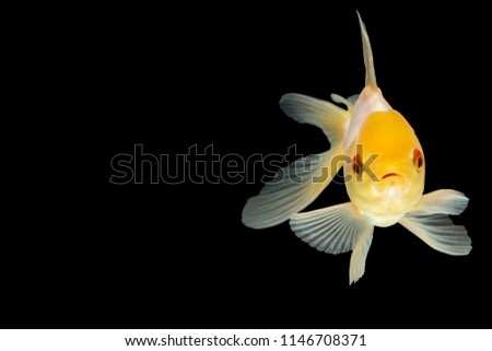 Goldfish macro white head