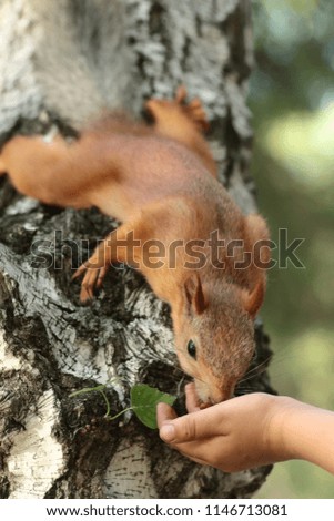squirrel in the park eating from hand