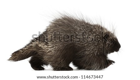 North American Porcupine, Erethizon dorsatum, also known as Canadian Porcupine or Common Porcupine walking against white background