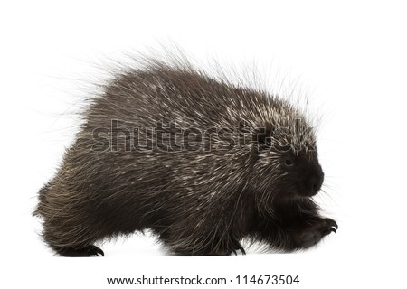 North American Porcupine walking, Erethizon dorsatum, also known as Canadian Porcupine or Common Porcupine against white background