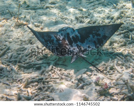 March 2018, Ocean Reef, Maldives: Eagle Rays Stingray in the natural habitat, the Maldives.