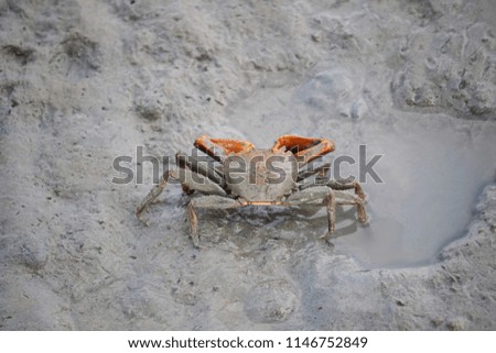 Portrait of a Mud Crab
