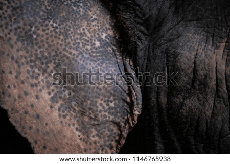 Thai Elephant Skin Close Up.Part of elephant.