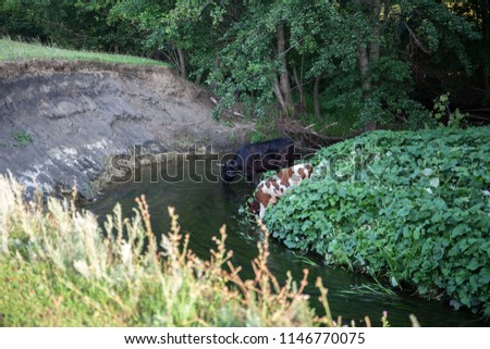Cow and calf on the river Bank. Pet.