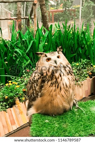 Owl among wild grass.