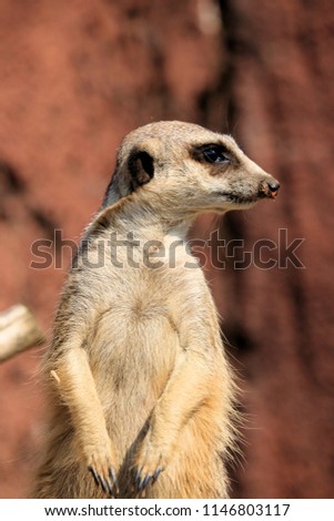 portrait of slender tailed meerkat standing on the lookout