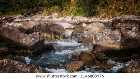 mountain river flows among green trees in the Carpathians