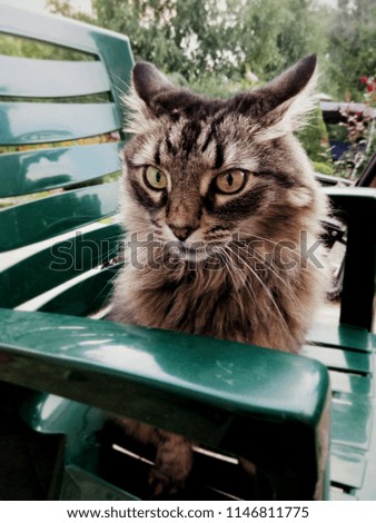 Cute, funny, beautiful gray fluffy home cat walking, relaxing, hunting in the courtyard on the green grass background
