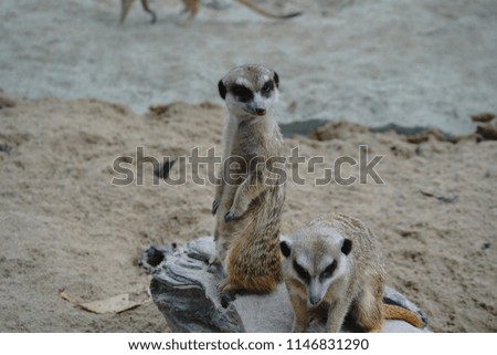 Meerkat (Suricata suricatta) lives in groups of 20-50 in Kalahari and Namib Desert of Southern Africa. The small carnivora is primarily insectivorous, but also feeds on small vertebrates and egg.