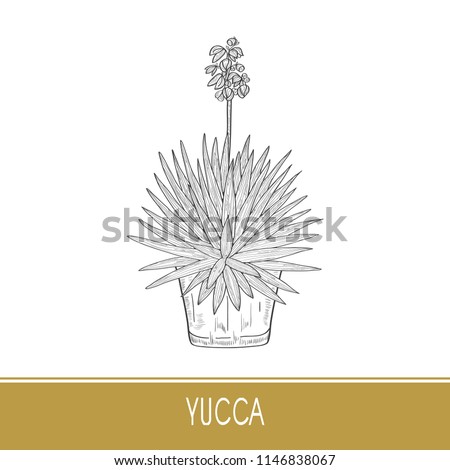 Yucca. Flowering plant in a flower pot. Sketch. Monochrome