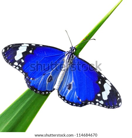 Blue Butterfly isolated on white background