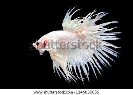 The white Thai fighter named "crowntail" is eager to fight.