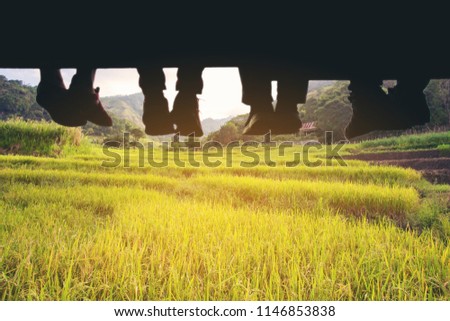 Underside view of dangling Four people legs with wearing trekking shoes sitting on the edge of wooden board-walk against a background of gold rice field.