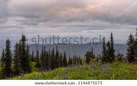 coniferous trees on a green hill with flowers at sunset behind which you can see the mountains in the blue haze and the sky orange clouds