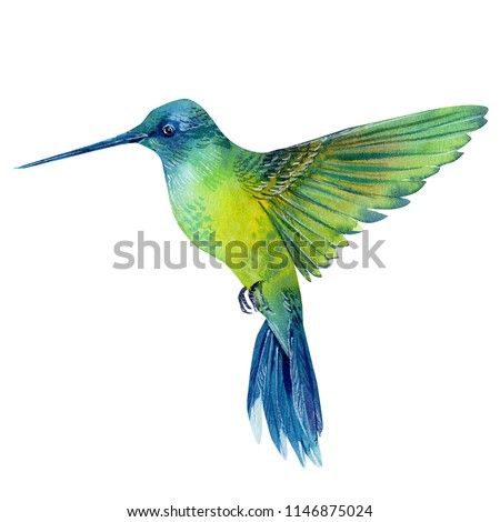 watercolor illustration, beautiful tropical bird, hummingbird in isolated white background