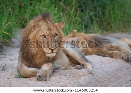 A horizontal, colour image of a scarred male lion, Panthera leo, resting with his head up, while another sleeps in the sand behing him at Djuma Private Game Reserve, South Africa. Royalty-Free Stock Photo #1146885254