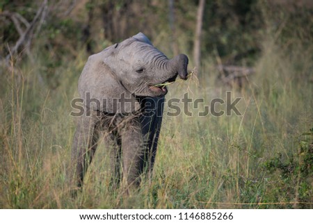 A horizontal, full length, colour image of a young elephant calf, Loxodonta africana, learning to use its trunk to eat grass, at Djuma Private Game Reserve, SOuth Africa Royalty-Free Stock Photo #1146885266
