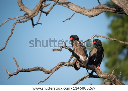 A horizontal, low angle, colour image of two bateleur or short-tailed eagles, Terathopius ecuadatus, perched in the branches of a bare tree against a blue sky in the Sabi Sands, South Africa. Royalty-Free Stock Photo #1146885269