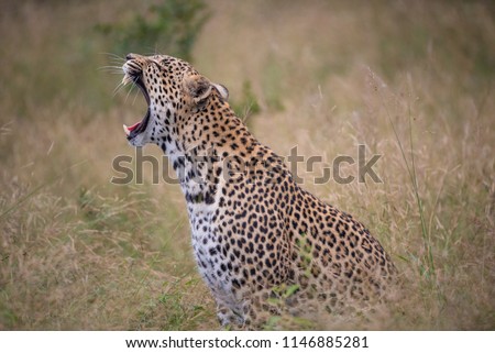 A horizontal, colour photograph of a yawning leopard, Panthera pardus, sitting in long dry grass in Djuma private game reserve, South Africa. Royalty-Free Stock Photo #1146885281