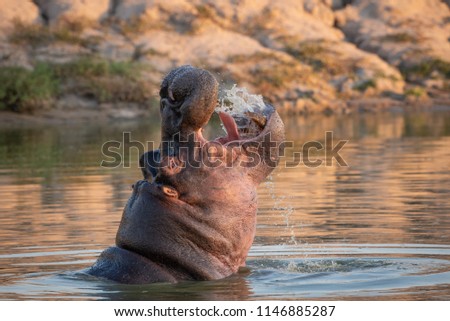 A horizontal, color photograph of a large hippo, Hippopotamus amphibius, swimming and splashing water into its open mouth at Djuma Private Game Reserve, South Africa. Royalty-Free Stock Photo #1146885287