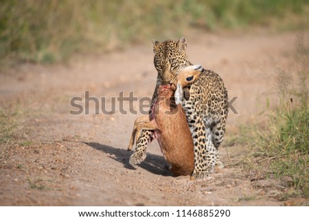 A horizontal, distant, colour image of a leopard, Panthera pardus, walking towards the camera with a fresh steenbok carcass,  Raphicerus campestris, in the Sabi Sand Game Reserve, South Africa. Royalty-Free Stock Photo #1146885290