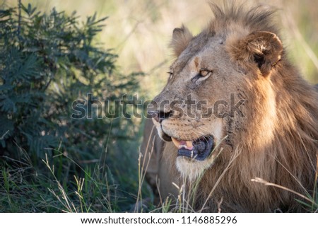 A horizontal, close up, colour image of a male lion, Panthera leo, resting in the shade at Djuma Private Game Reserve, South Africa Royalty-Free Stock Photo #1146885296