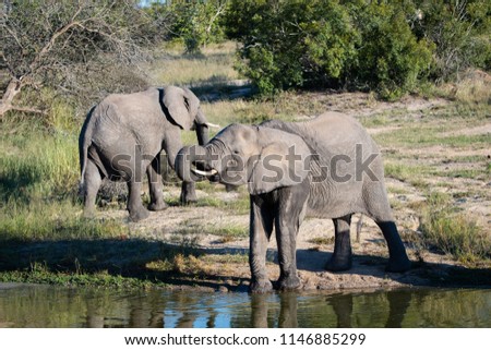 A horizontal, distant colour image of two elephant bulls, Loxodonta africana, at a waterhole in the Sabi Sands Game reserve, South Africa. Royalty-Free Stock Photo #1146885299