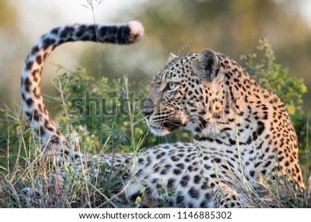 A horizontal, close up, colour image of a leopard, Panthera pardus, lying in green grass in side light, flicking its tail, at Djuma Private Game Reserve, South Africa. Royalty-Free Stock Photo #1146885302