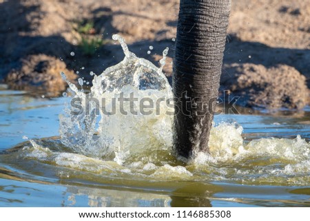 A horizontal, cropped, close up, colour image of the trunk of an elephant, Loxodonta africana, splashing water in a pool in the Sabi Sands, South Africa. Royalty-Free Stock Photo #1146885308