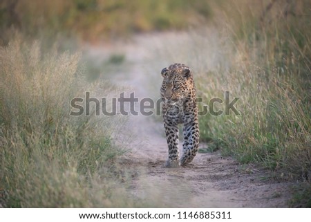 A horizontal, distant, colour image of a leopard, Panthera pardus, walking towards the camera on a wide game trail in the Sabi Sand Game Reserve, South Africa. Royalty-Free Stock Photo #1146885311
