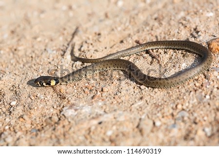 Young Grass Snake on the warm gravel