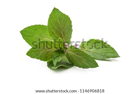 Chocolate Mint's fresh leaves at isolated on white background Royalty-Free Stock Photo #1146906818