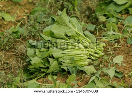 A raw of mustard leaf.