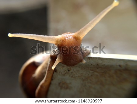 close up of a  garden snail laying eggs at a home in sri lanka
