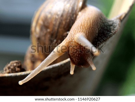 close up of a  garden snail laying eggs at a home in sri lanka
