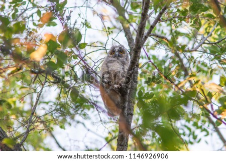 
Photos of an owl in a park of trees