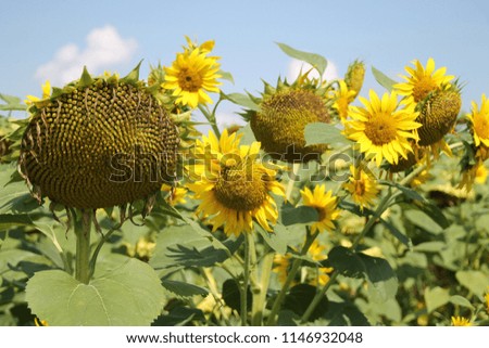 The super bright  colored picture of sunflower field.