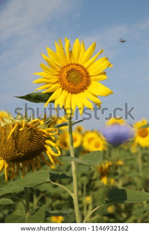 The super bright  colored picture of sunflower field.