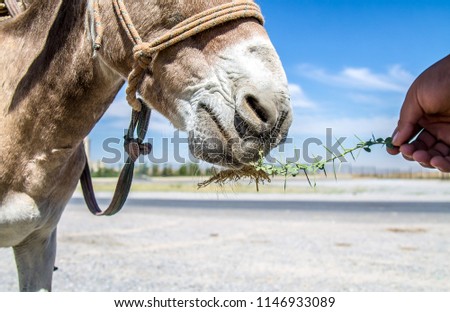 Donkey chews a prickly plant close-up